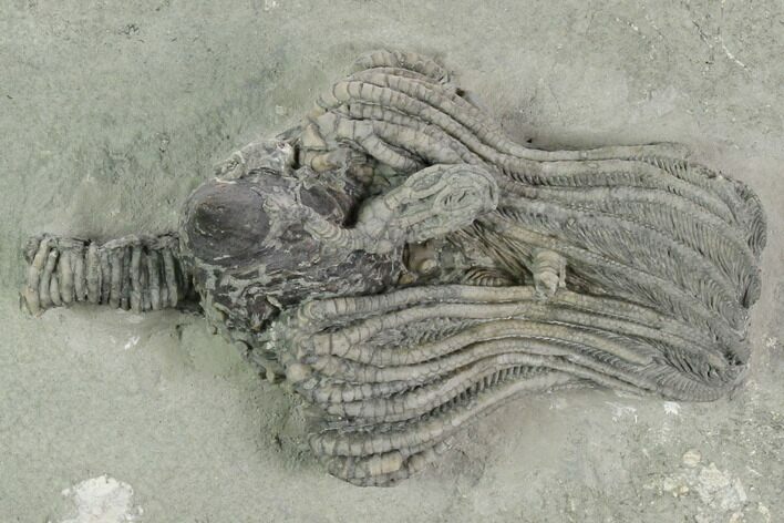 Crinoid (Platycrinites) Fossil - Crawfordsville, Indiana #125896